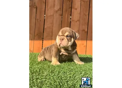 a english bulldog puppy lying on grass